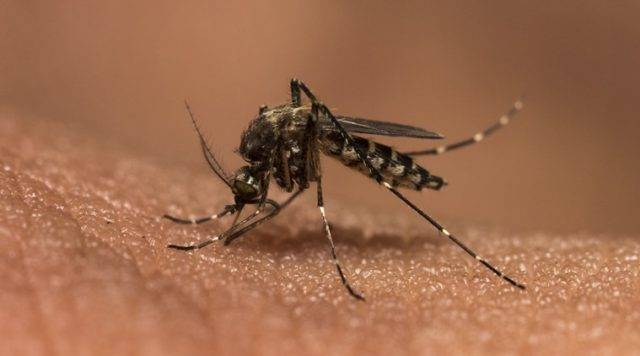 ‘Chikungunya’ actuate fears of outbreak in Karachi