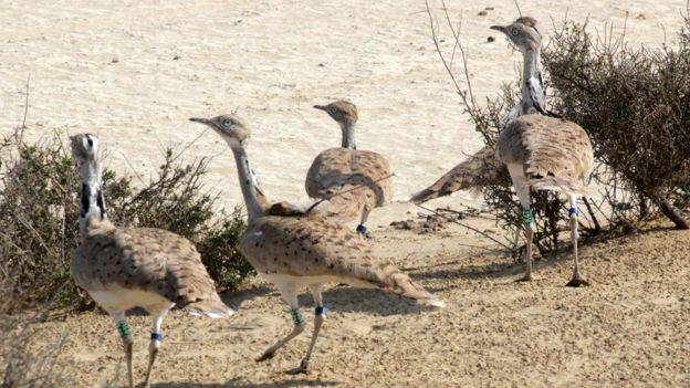 PM Nawaz approves Rs 25 crore to protect Houbara Bustards
