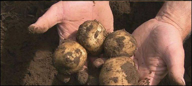 3800-year-old potato garden uncovered
