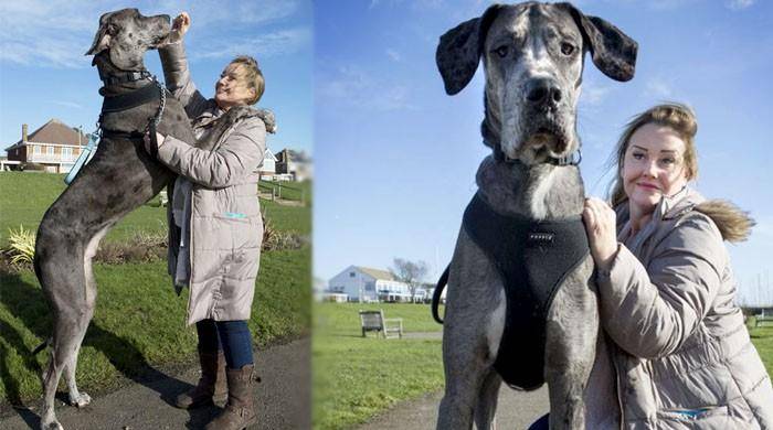 Meet tallest dog in world