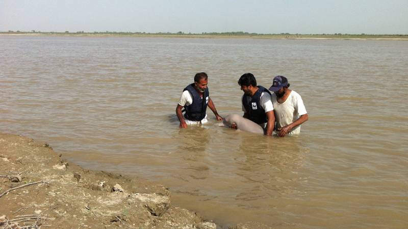 Two Rare Indus Water blind Dolphins rescued by WWF