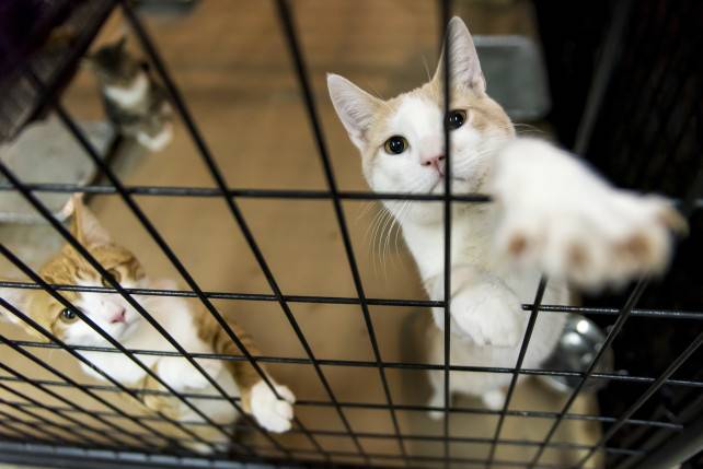 Hundreds of cats segregated in New York City over bird flu outbreak
