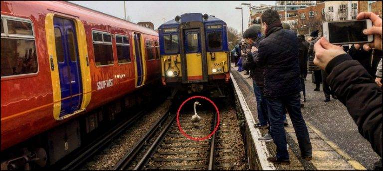 Watch: Stubborn swan refuses to get off train track