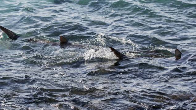 Israel’s Mediterranean coast becomes home of sharks