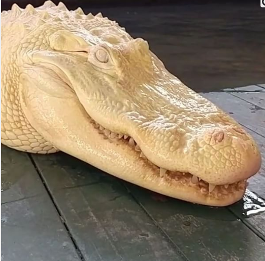Unique white alligator