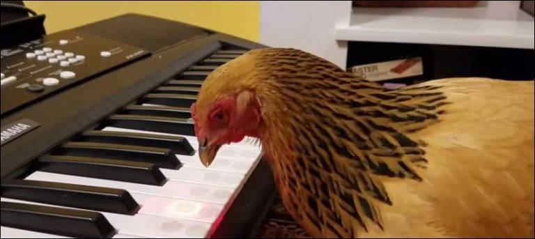 Watch: chicken plays keyboard piano