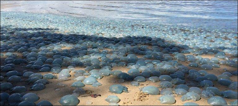 Army of blue jellyfish takes over Australian beach (Pics)