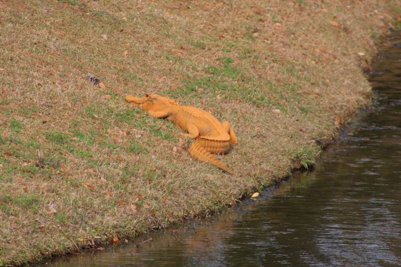 Unique Orange coloured alligator dubbed as “Trumpogator” reported in S. Carolina