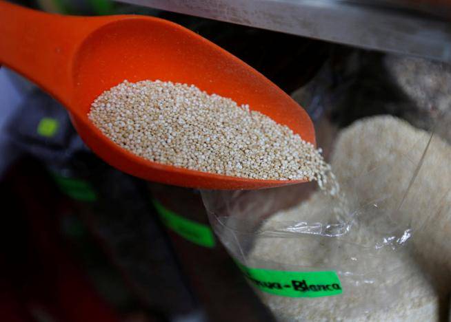 Ancient Incas quinoa to become future grain after genetic research
