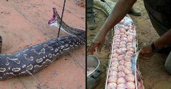 People cutting off Large snake amazed People