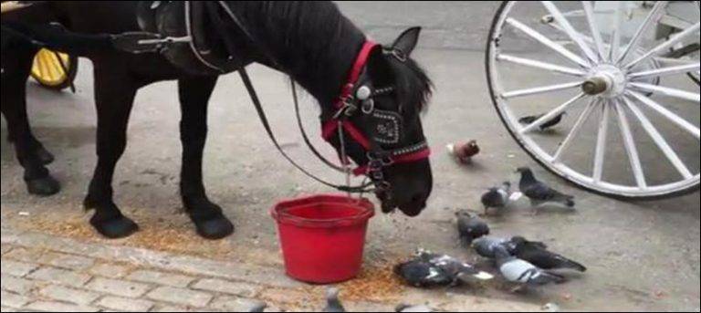 Watch: Friendly horse feeds pigeons