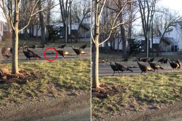 Watch: Turkeys perform creepy ‘death dance’ over dead cat