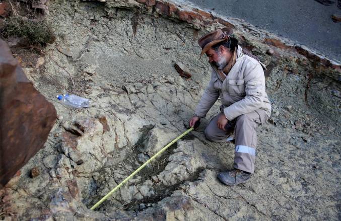 Ancient crocodile eggs remain unearthed from Portugal cliffs