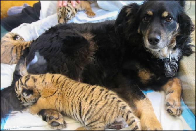 Watch: Zoo calls in dog to care for abandoned tiger cub trio