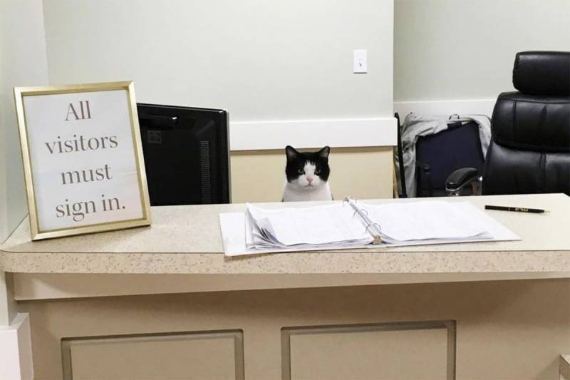 Cat hired as receptionist at nursing home