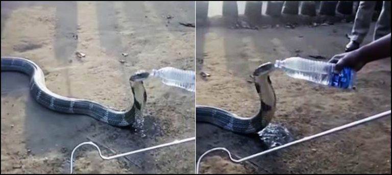 Watch: Rescue workers offer bottle of water to King cobra 