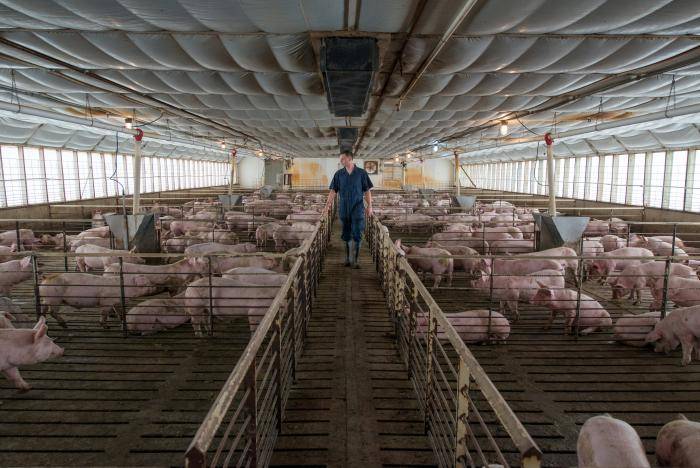 Smithfield makes move on market for pig-human transplants