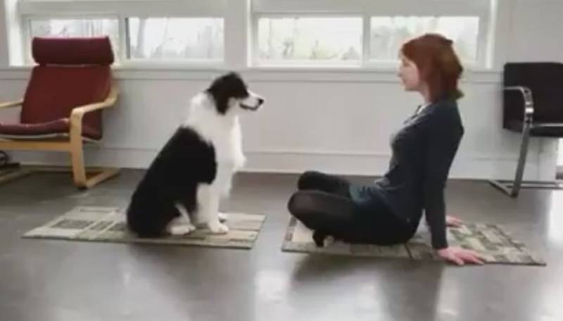Watch: Amazing workout of a dog with his owner
