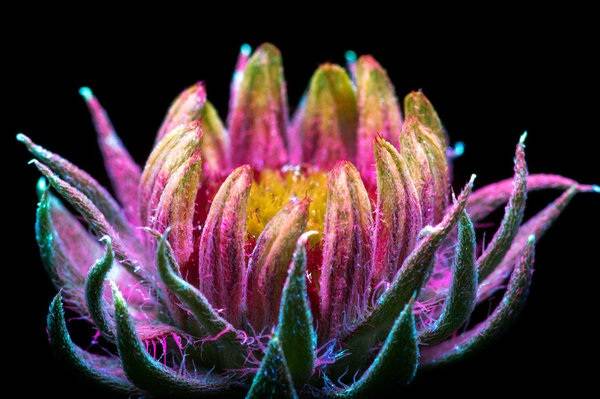 Amazing pictures of flowers under ultraviolet light