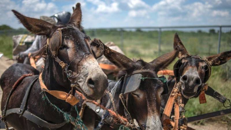 About 5,000 donkey hides recovered, Chinese man held