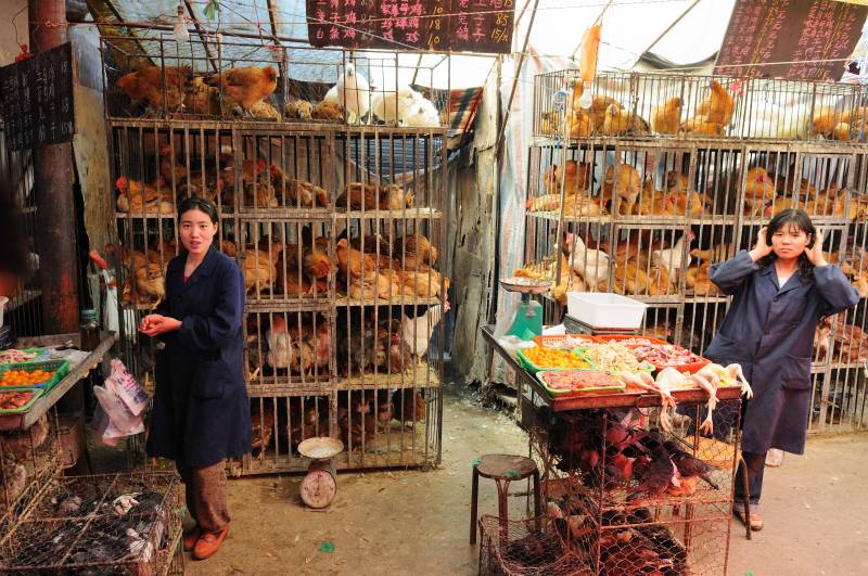 Two Chinese cities close poultry markets