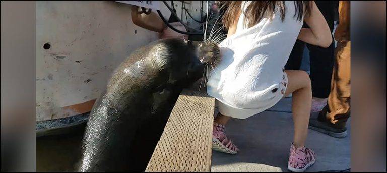 Watch: Sea lion drags girl into water