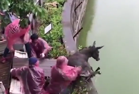 Watch cruelty: Live donkey pushed into tiger compound