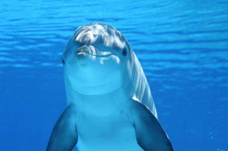 Scientists claim Dolphins’ language could be translated by 2020
