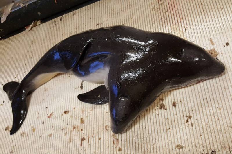 Look: two-headed porpoise found first ever