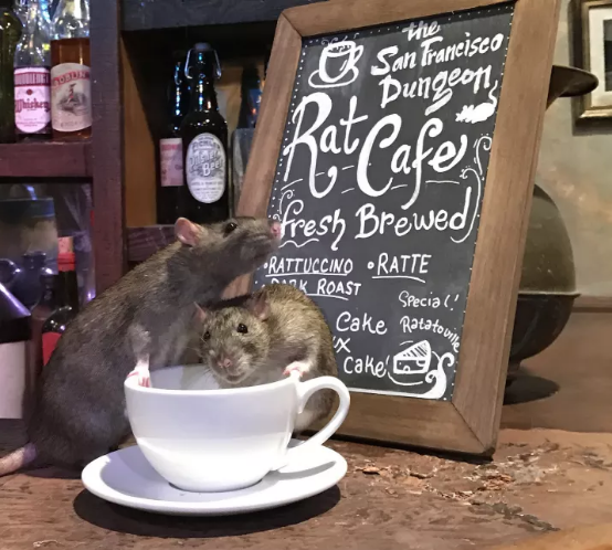 Dine with rats at ‘The Rat Café’ only for $50