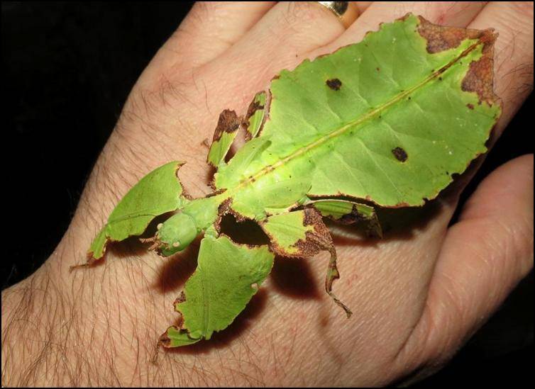 Leaf or insects: these pics will spin your head 