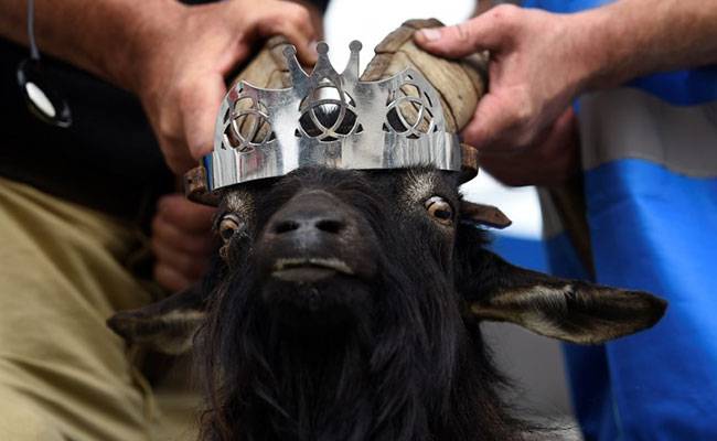 Goat crowned as King in Irish town