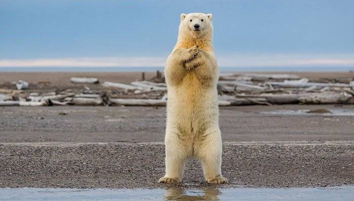 Norwegian government fines tourist guide for scaring polar bear