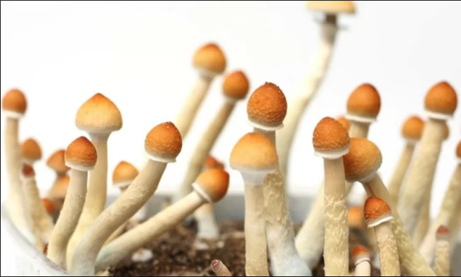 Californians might vote on 'Magic Mushroom' legalization in 2018