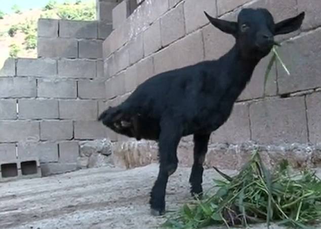 Watch: Two-legged goat may stun you 