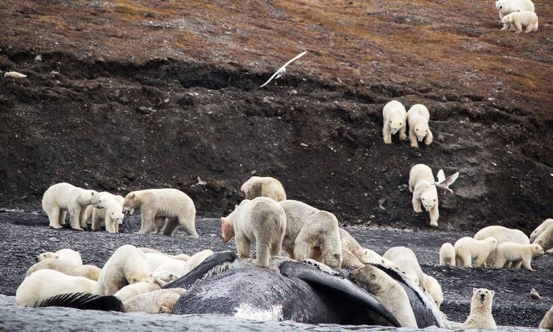 Polar bears crowd on Russian island in sign of Arctic change