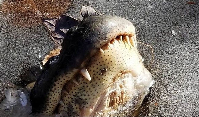 Watch: Alligator freezed in Shallotte River sticking nose out