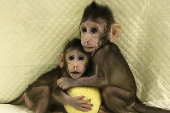 Scientists successfully clone Monkeys
