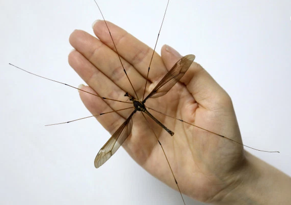 China Horrifying giant mosquito discovered