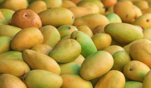 Mango production may dips by 35pc this year
