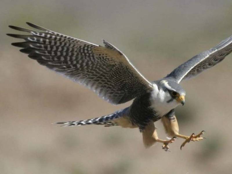 Pakistan permits export of 150 falcons to UAE