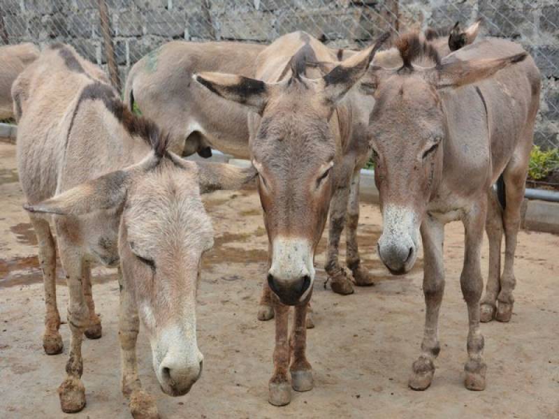 KP govt to establish donkey farms
