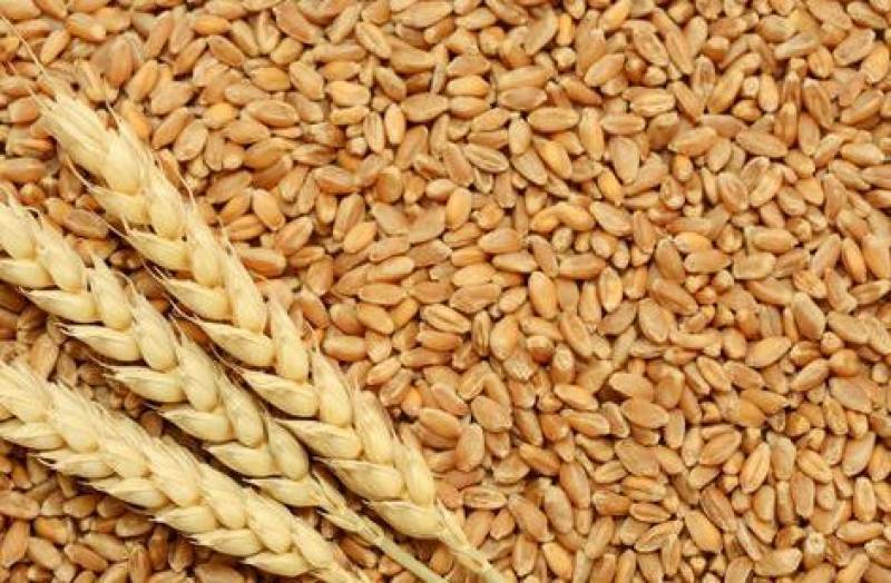Pakistan sends 1800 MT wheat to Afghanistan as humanitarian assistance