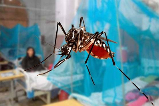 Surge in dengue as Punjab reports 53 new cases 