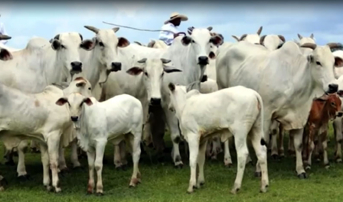 Pakistan to import high breed cattle from Brazil under SIFC