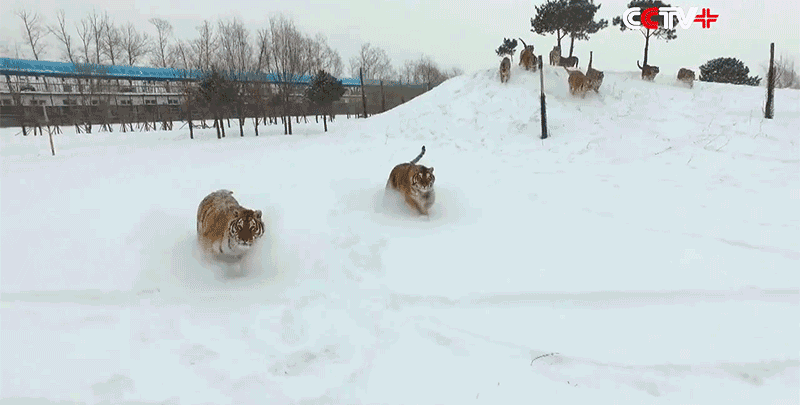 Siberian tigers hunt down drone