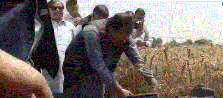 Punjab CM Buzdar kicks off wheat harvesting campaign