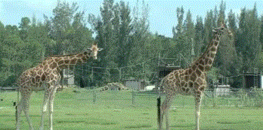 Lightning kills two giraffes in US park